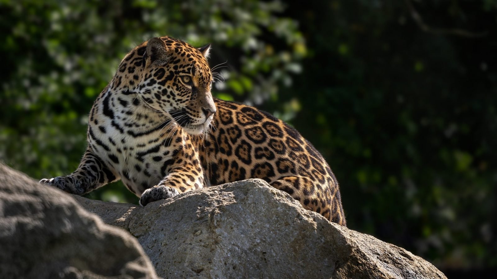 jaguar
