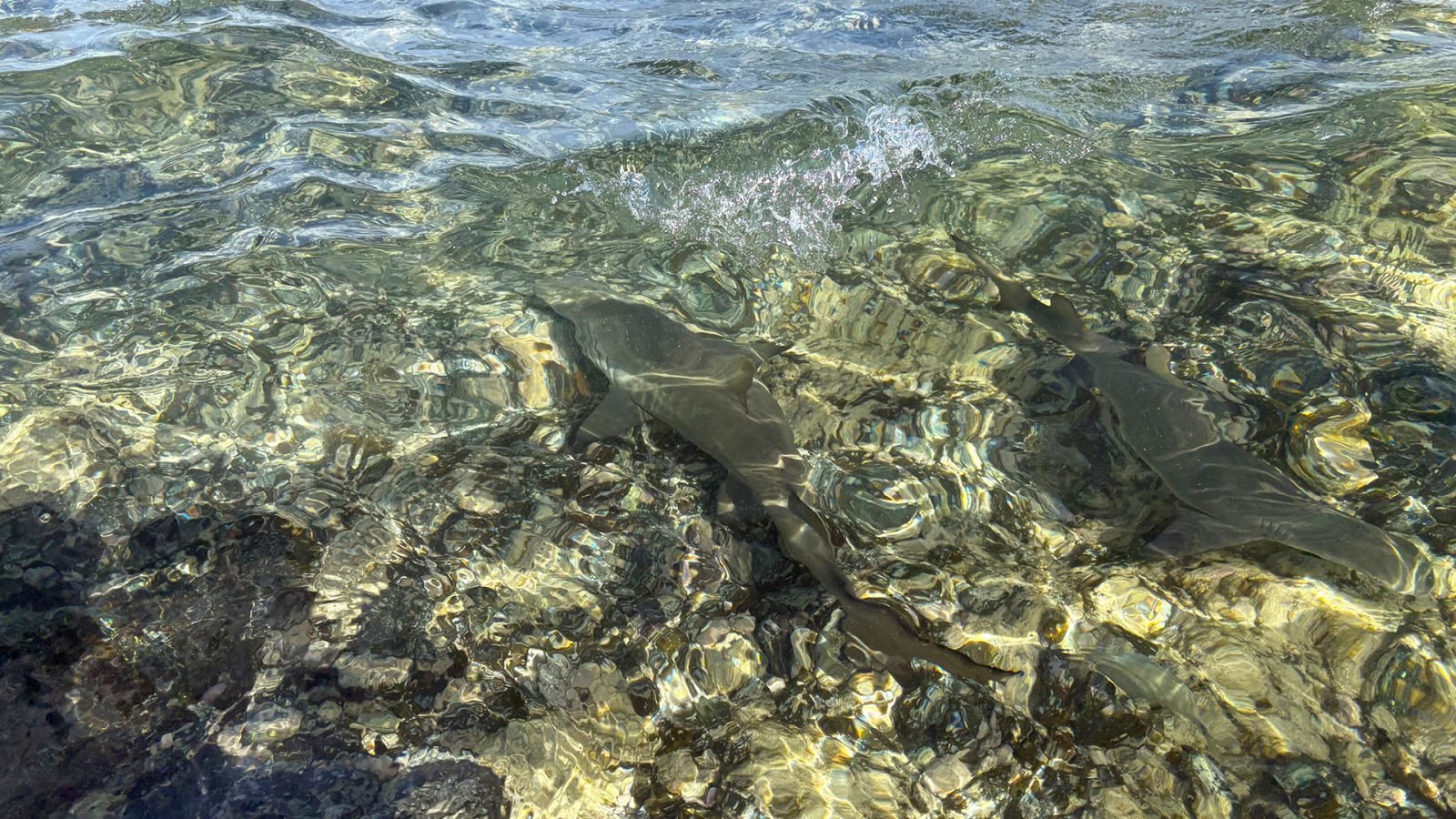 wyspy-zielonego-przyladka-atrakcje-na-sal-galeria-1