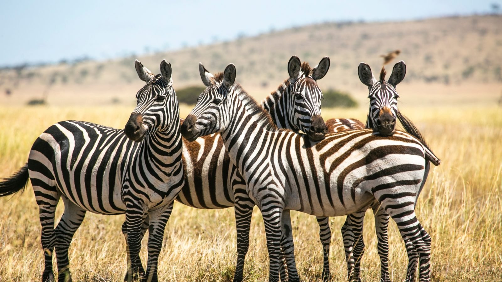 dokad-pojechac-na-safari-w-afryce-top3-kierunki-galeria-1