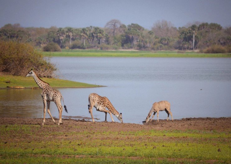 Zanzibár és vad Afrika fotó