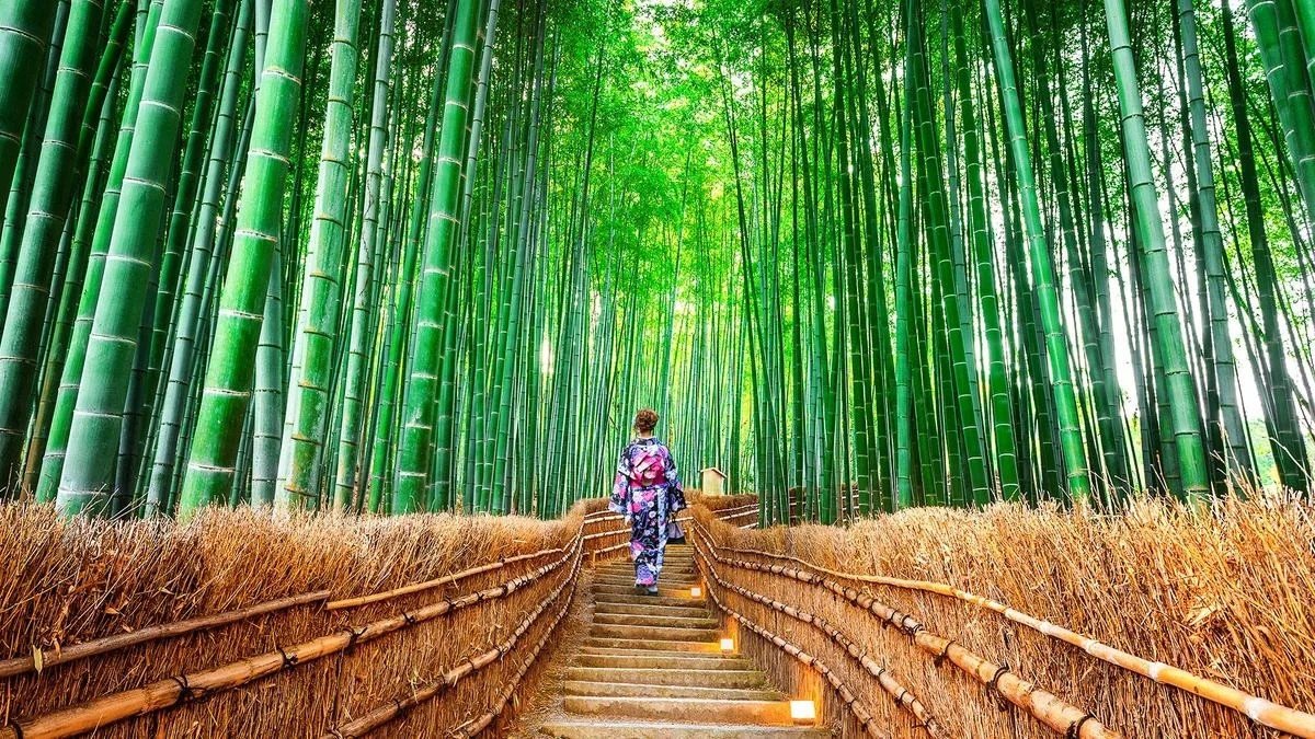 Japán körút - Fuji árnyéka, bambuszerdők titka fotó