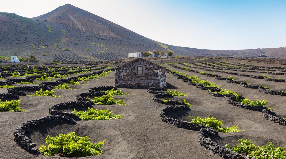 Vineyards La Geria in Lanzarote
