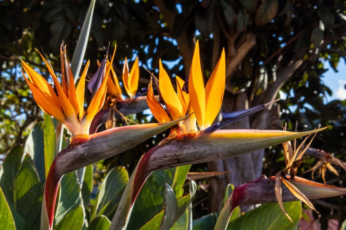 Sterlicja królewska w ogrodzie botanicznym