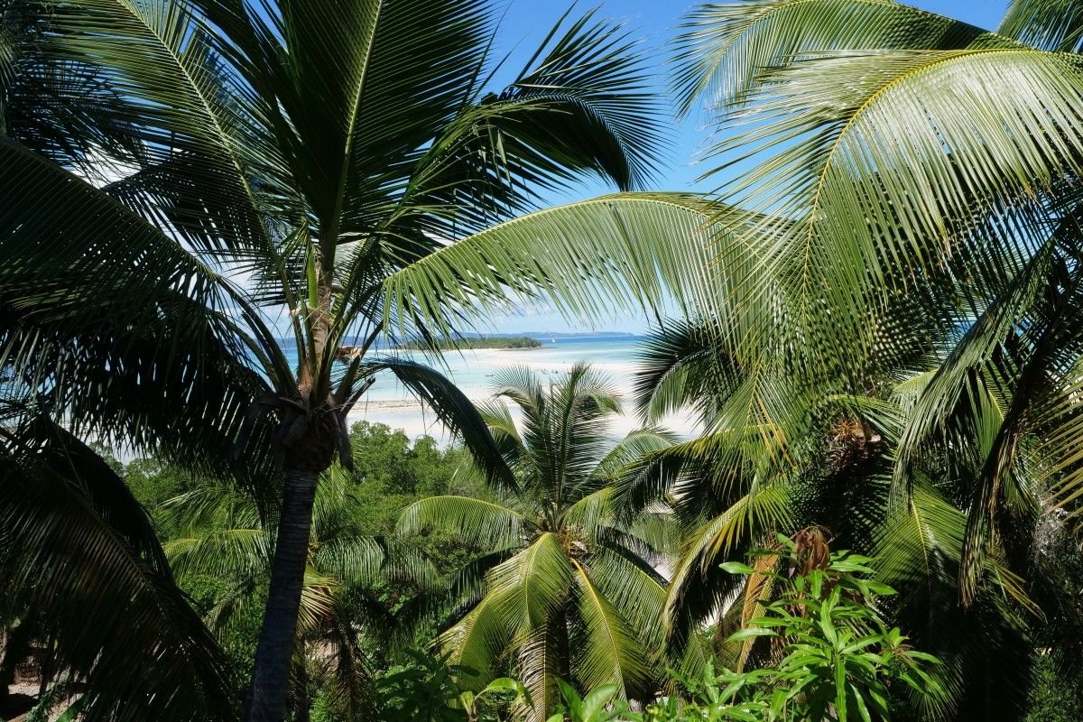 Madagaskar ma tropikalną roślinność