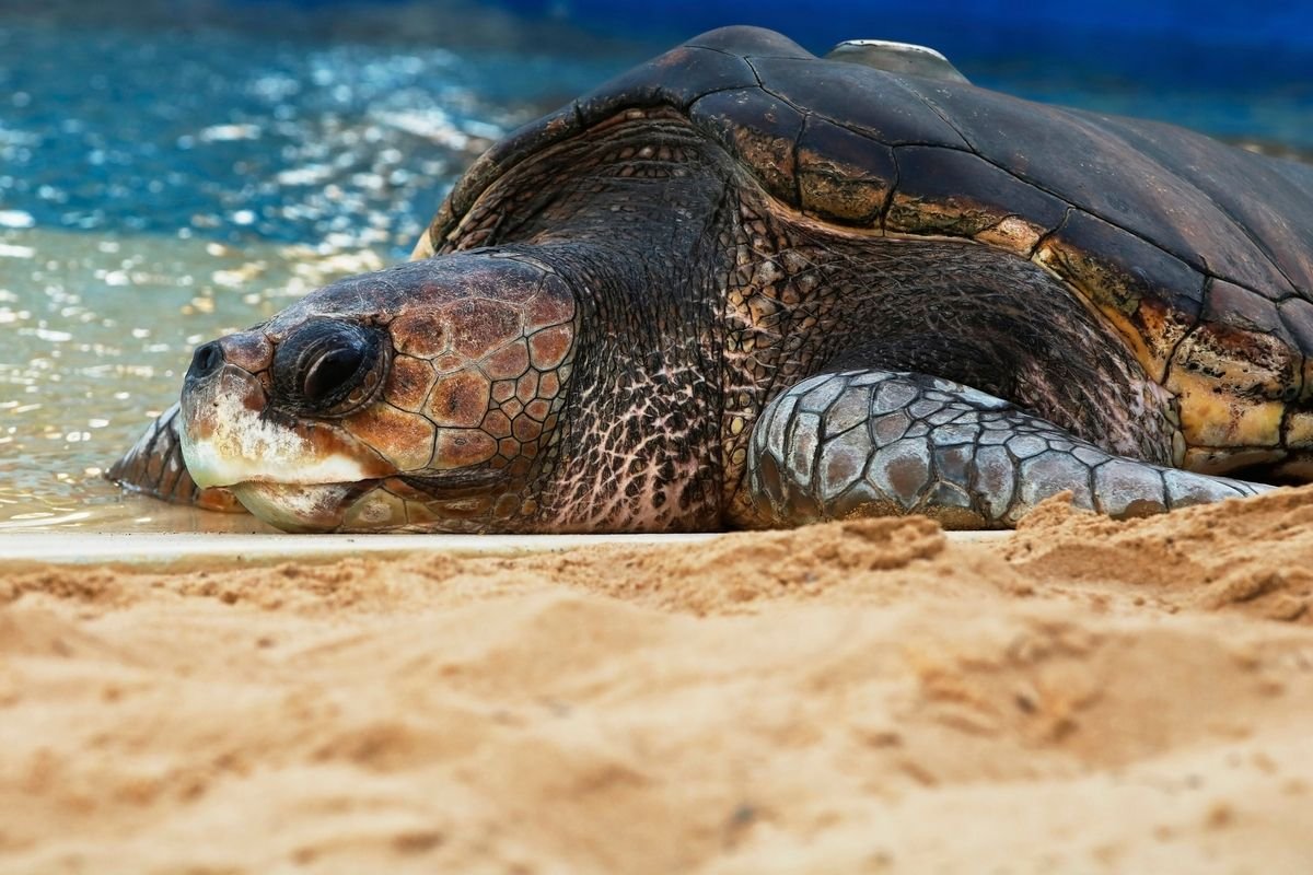 żółw caretta caretta widziany z bliska