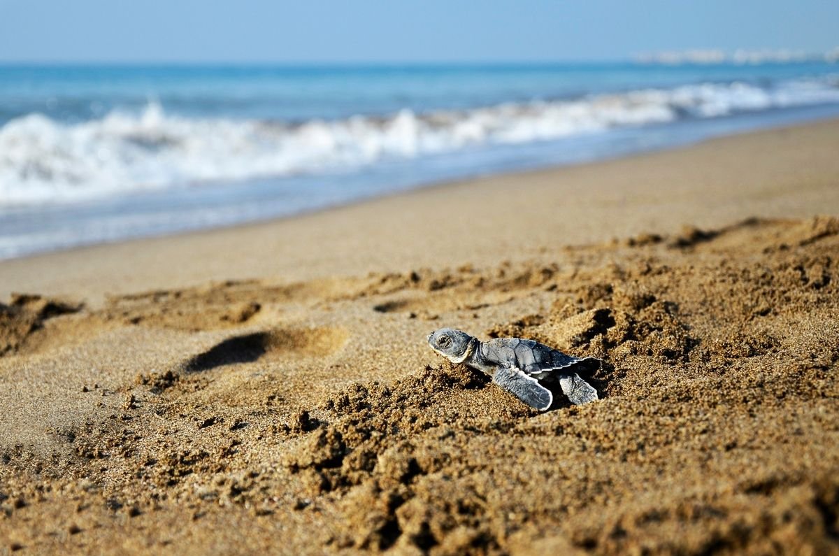 mały żółw na plaży