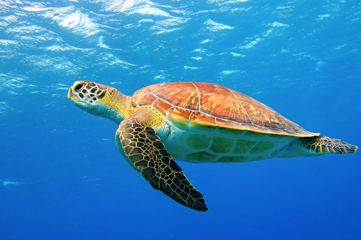 Żółw caretta caretta, który płynie pod wodą