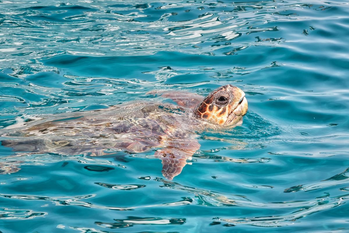 pływający żółw caretta caretta
