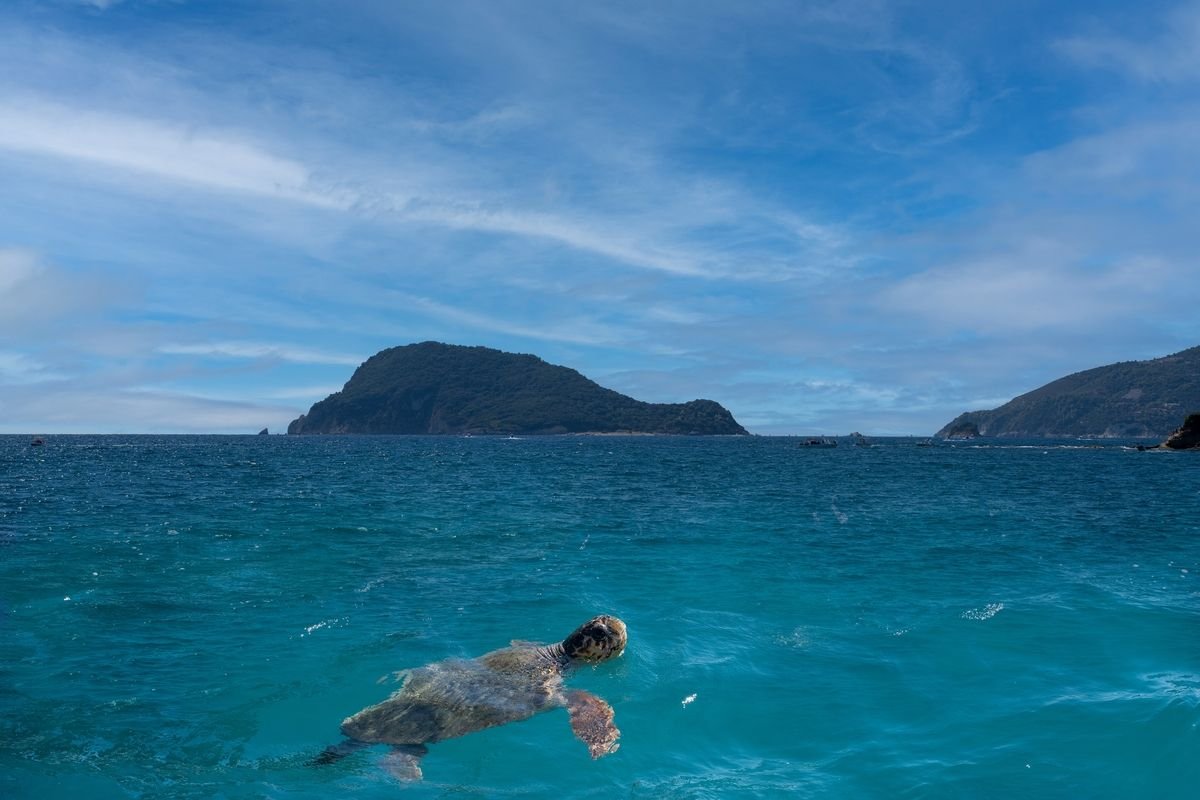 żółw caretta caretta w wodzie przy wyspie