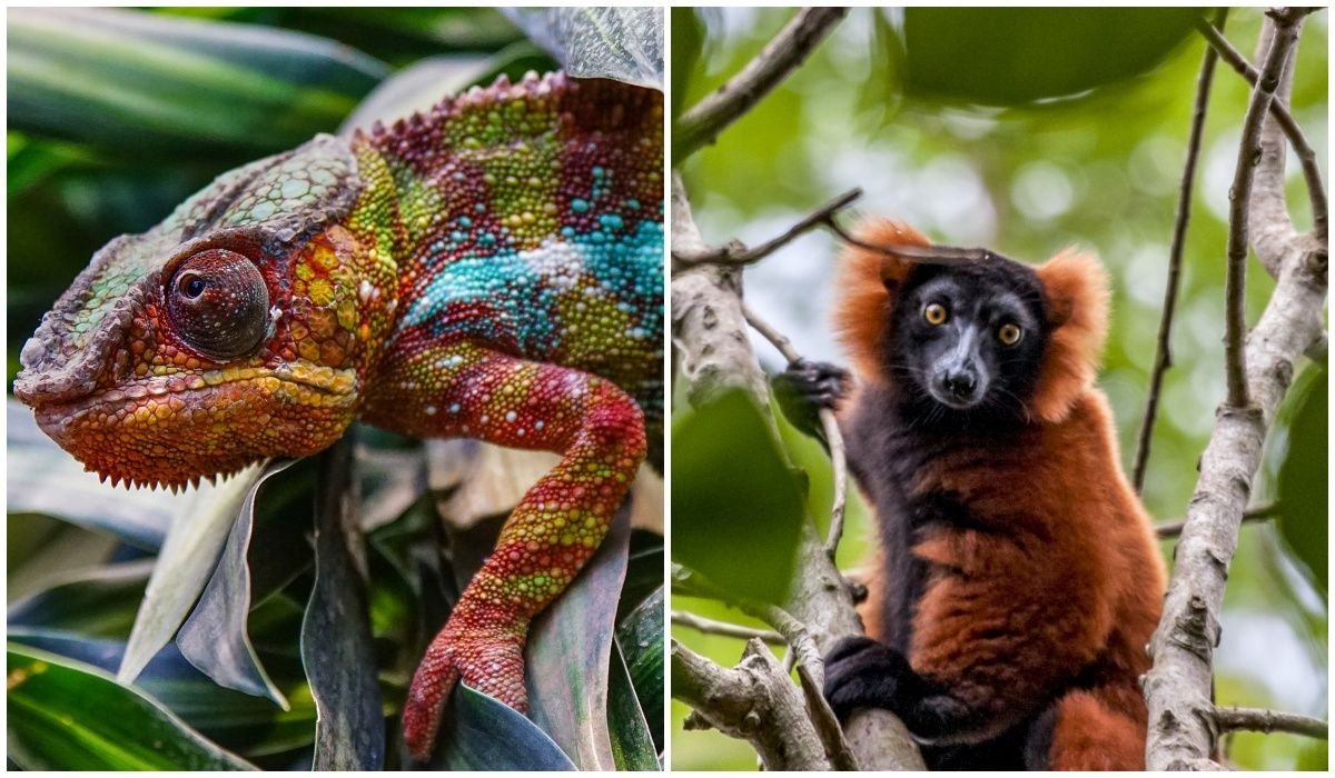 lemur i kameleon madagaskar