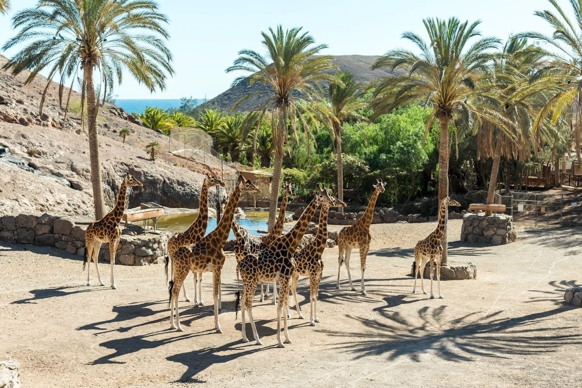 giraffes at the zoo