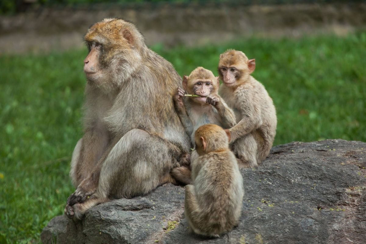 monkey in the zoo