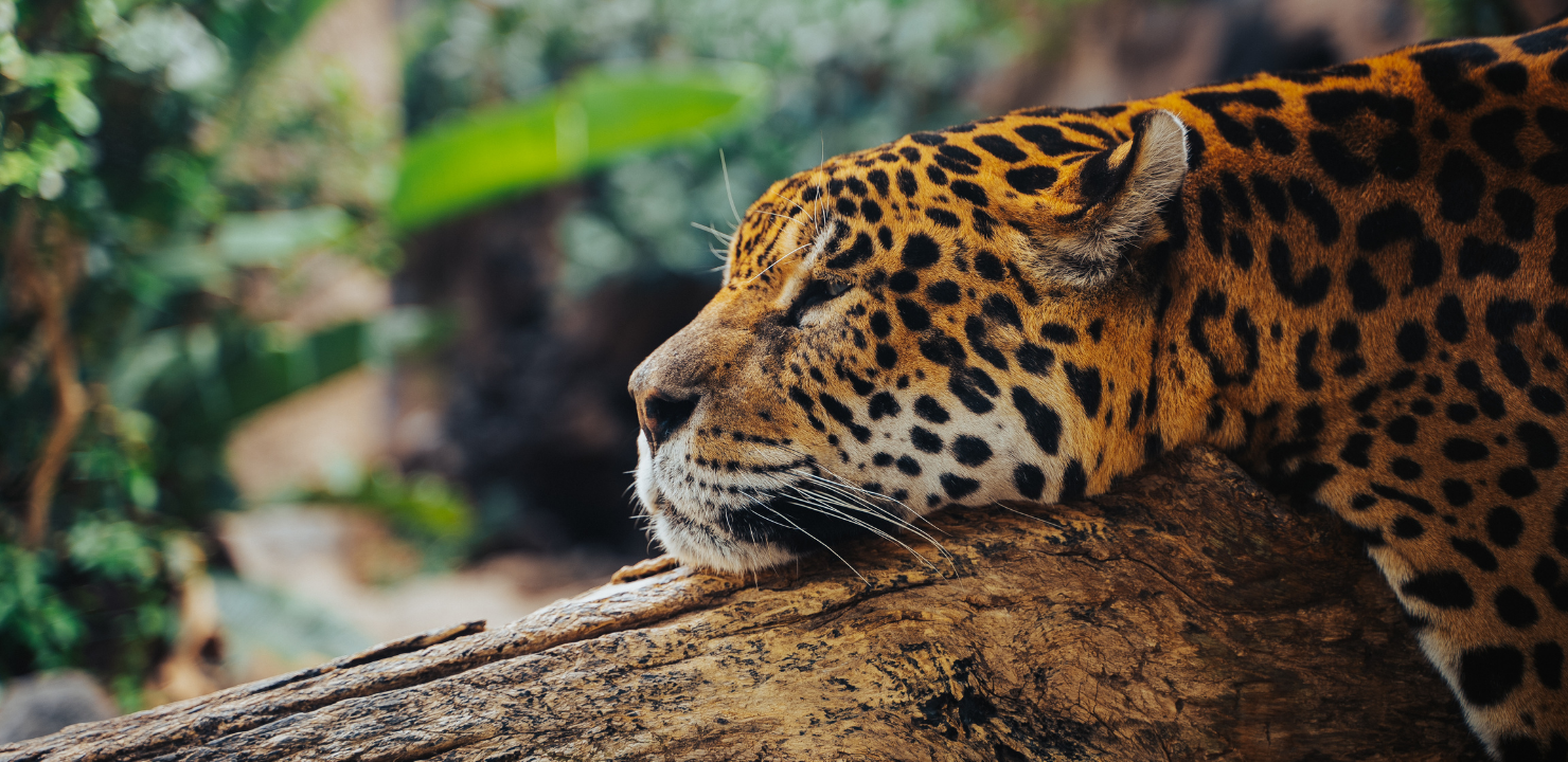 Luksusowy rejs Amazonką - w objęciach dzikiej natury