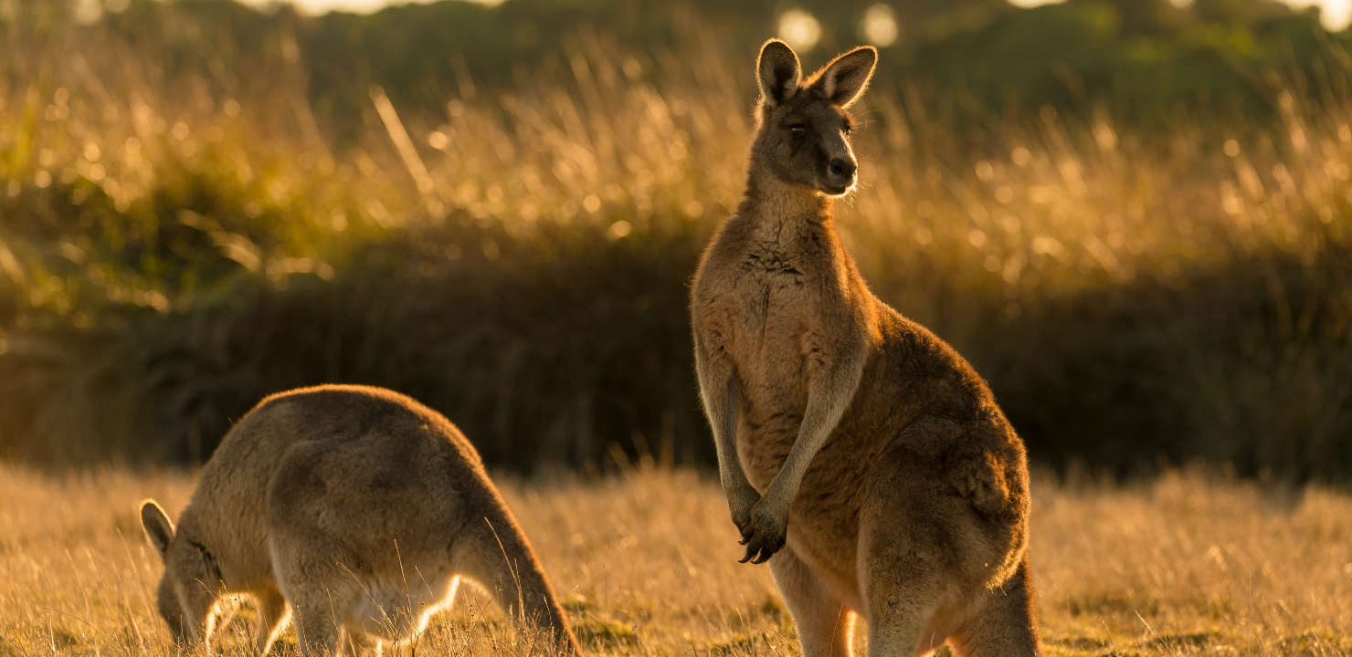 Niezwykły rejs dookoła Australii