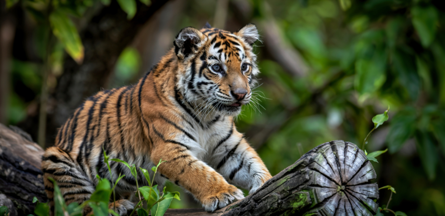 tygrys sumatrzański