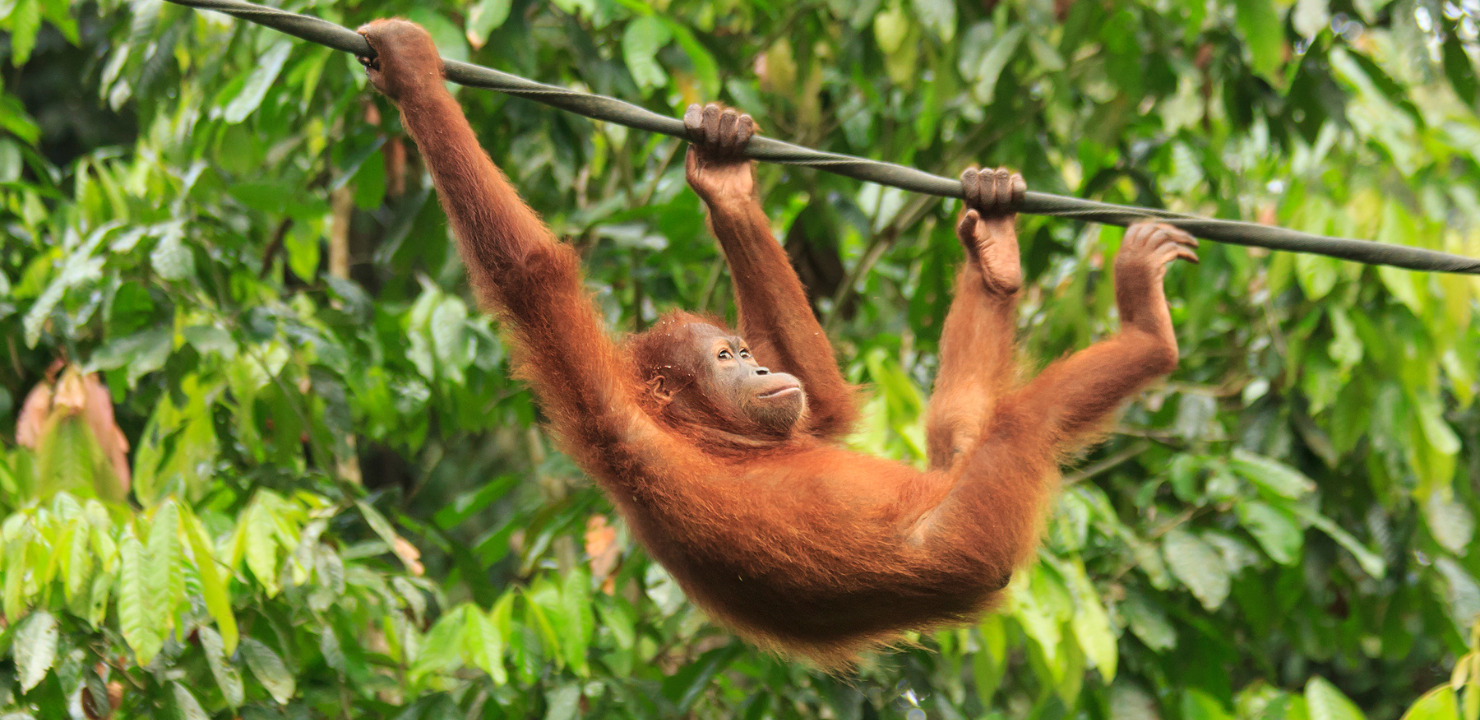 orangutan