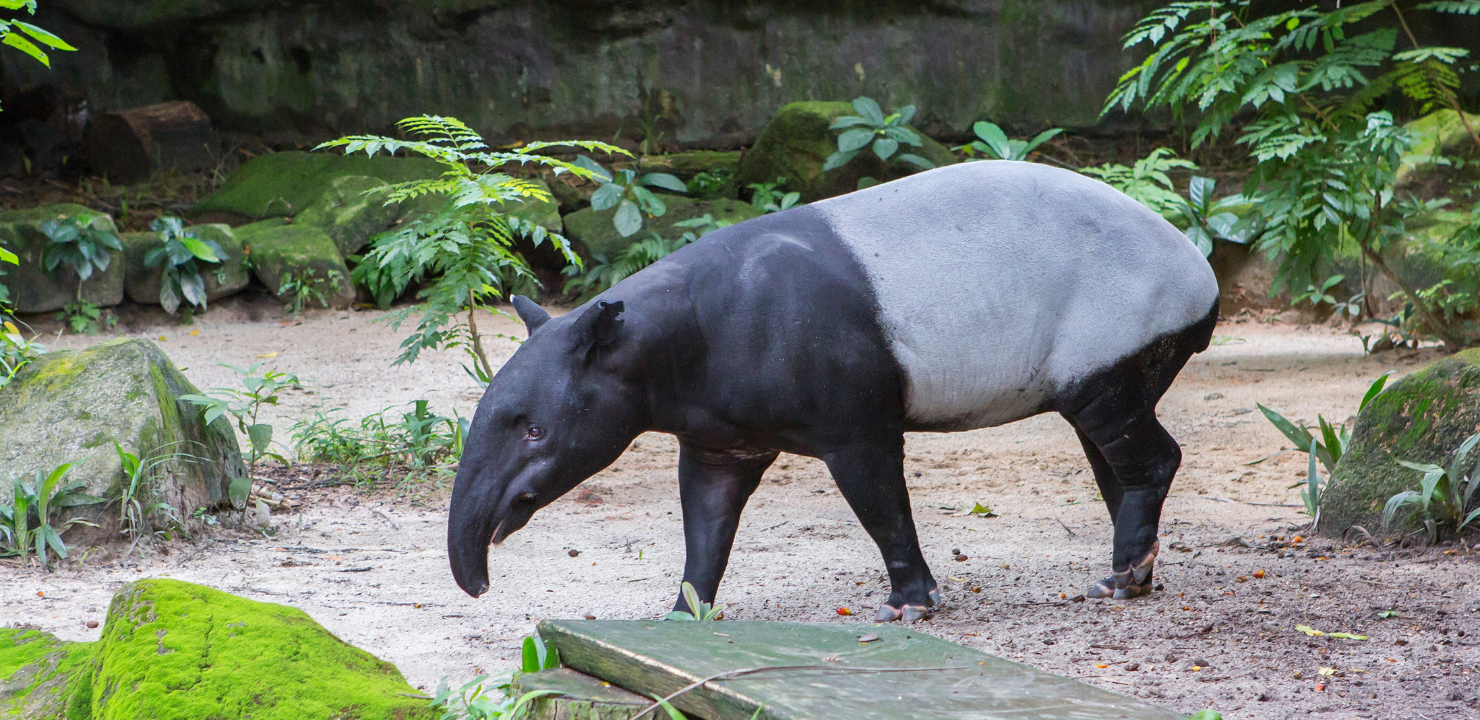 tapir azjatycki