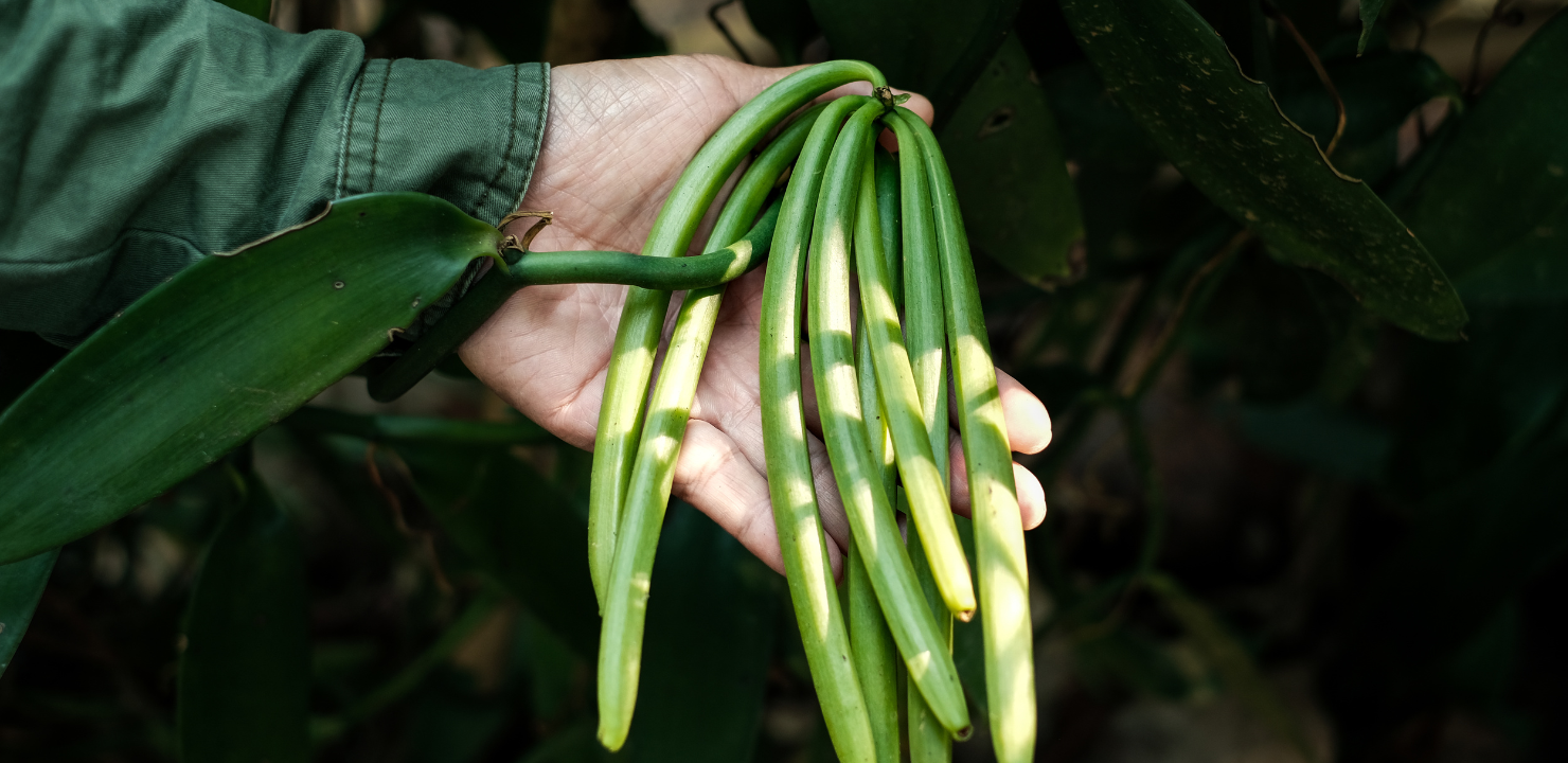 zielone laski wanilii