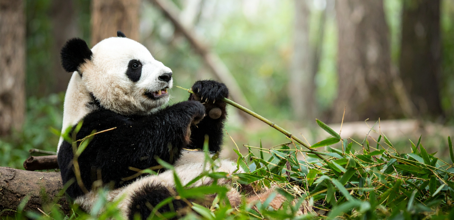 panda wielka
