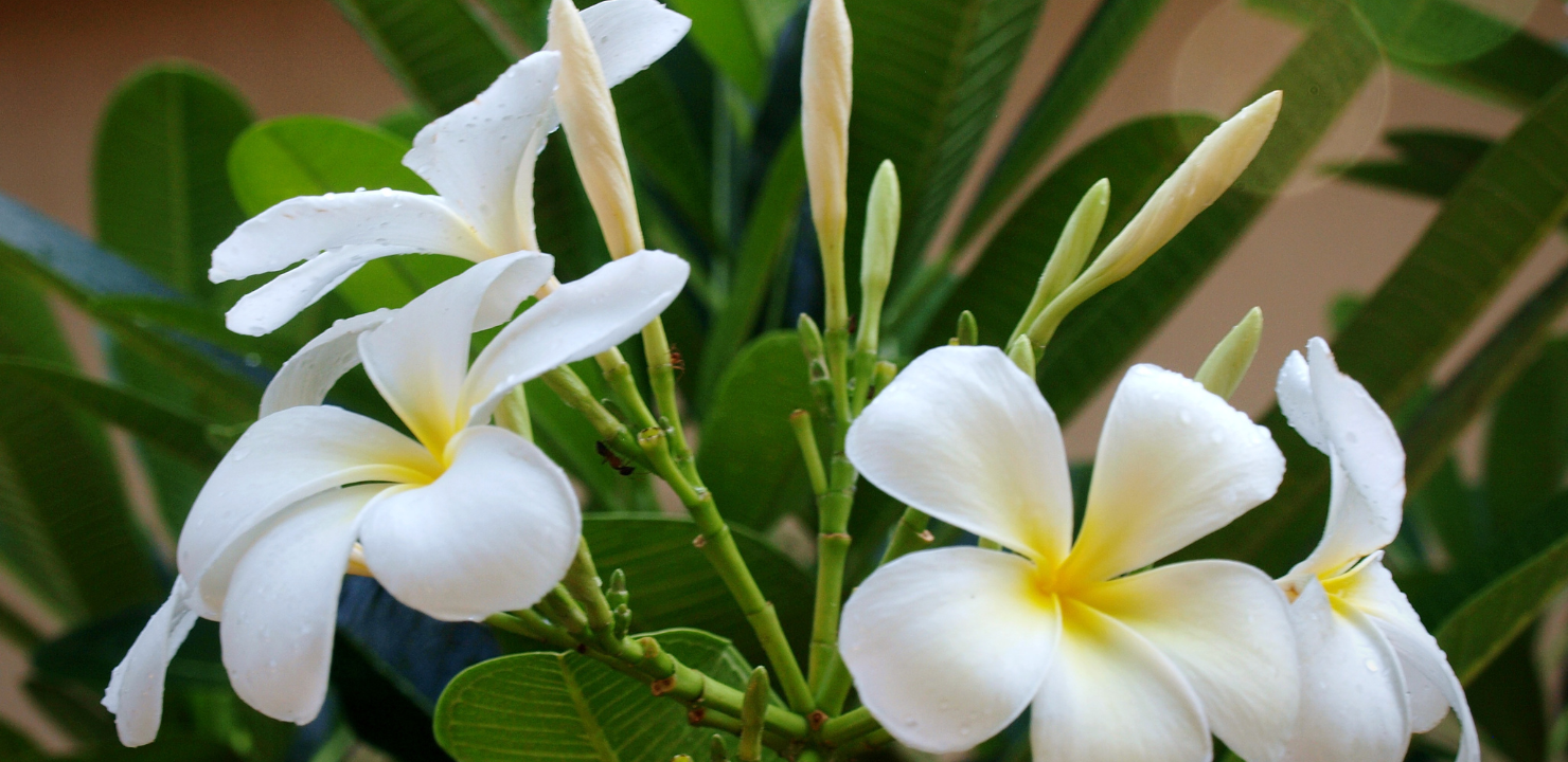 frangipani