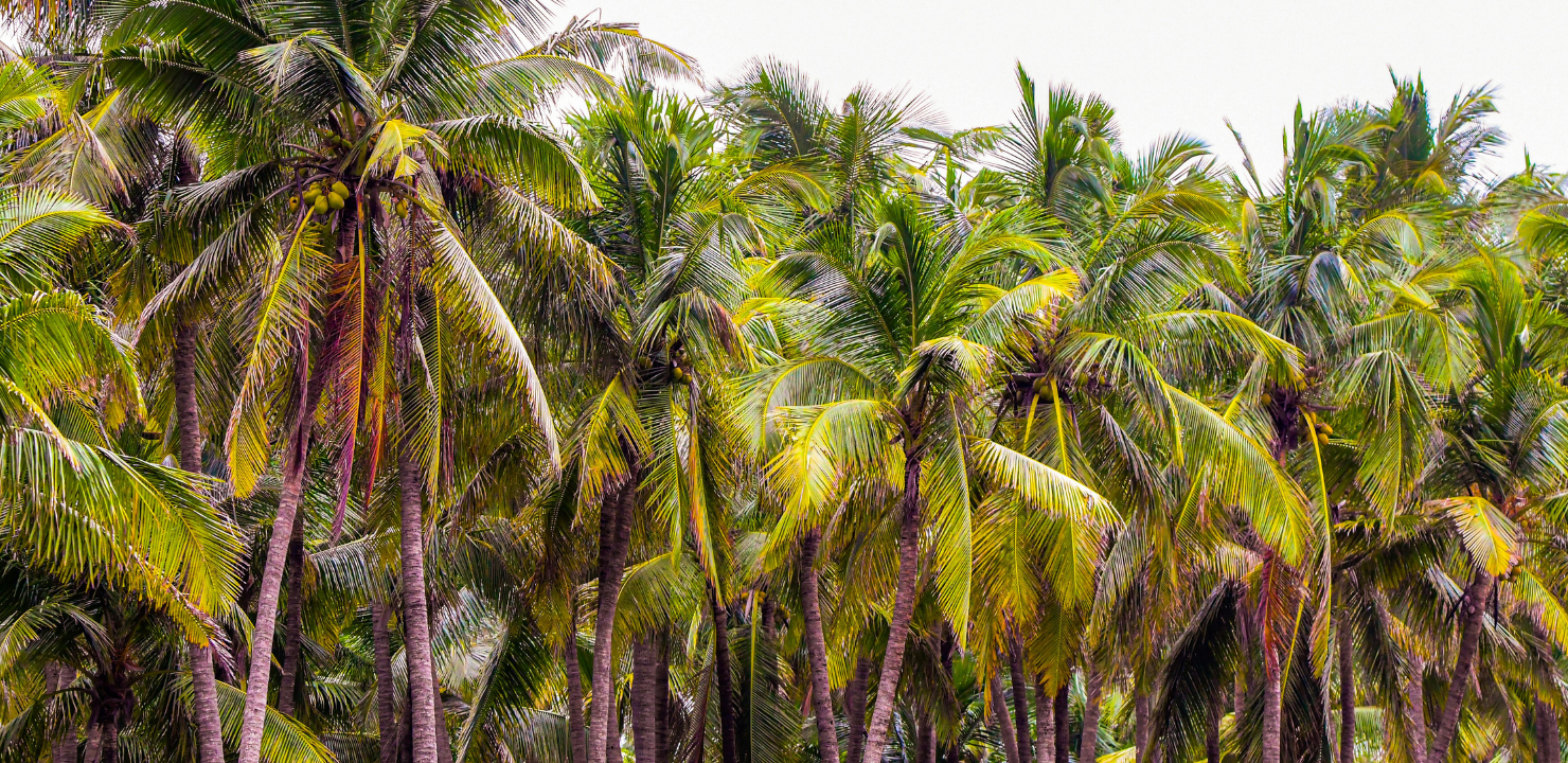 palmy kokosowe