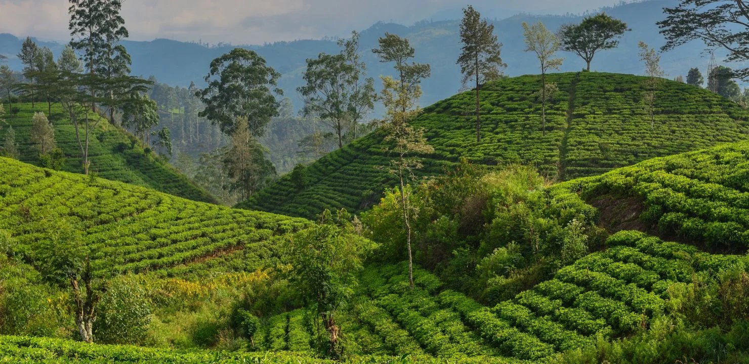 Dubaj, Sri Lanka, Malediwy – idealne połączenie? Zdecydowanie TAK!!!