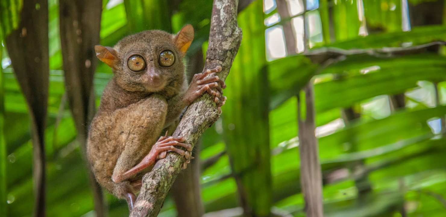 tarsier