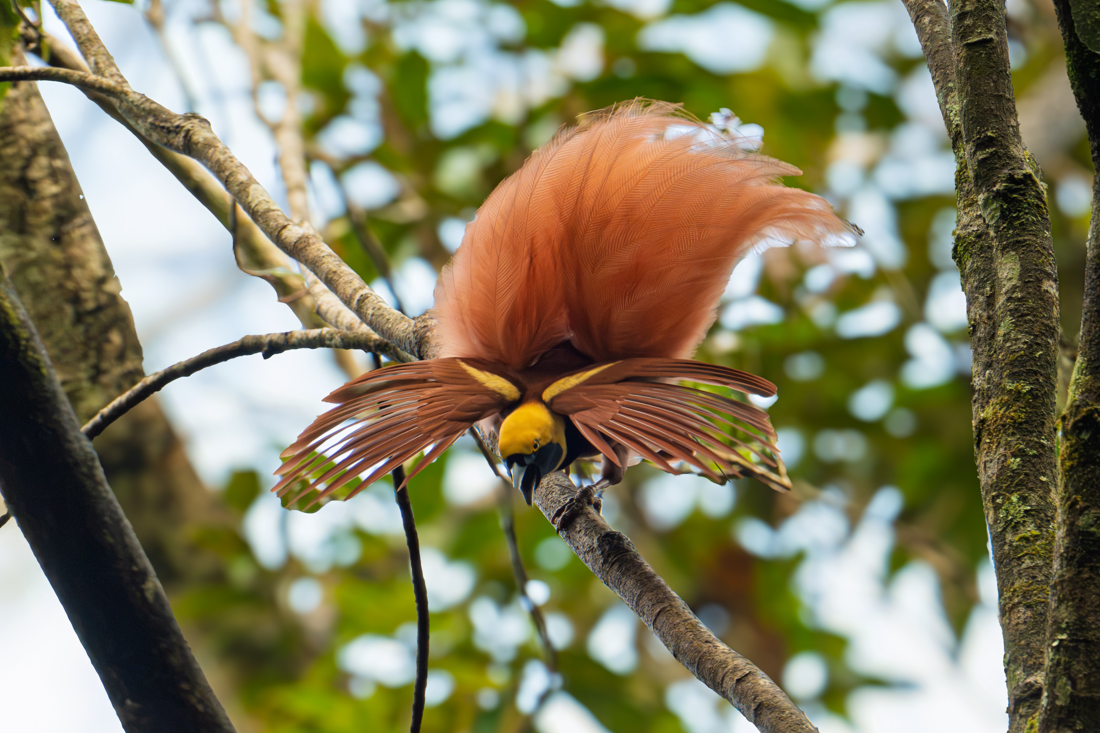 Cudowronka Papua Nowa Gwinea