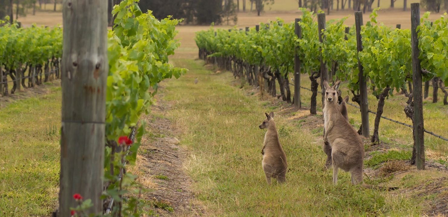 Australia i Nowa Zelandia