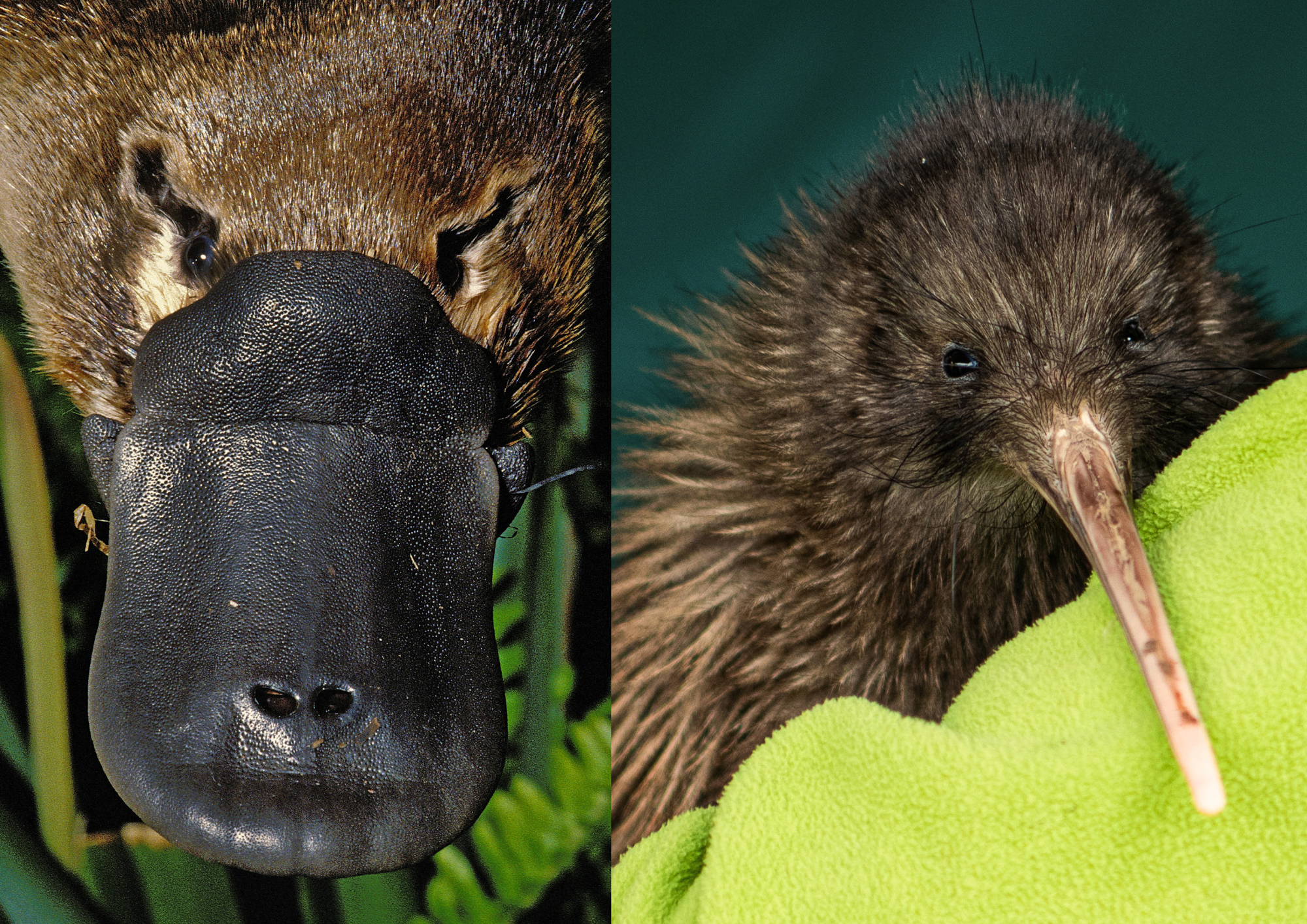 Dziobak i kiwi