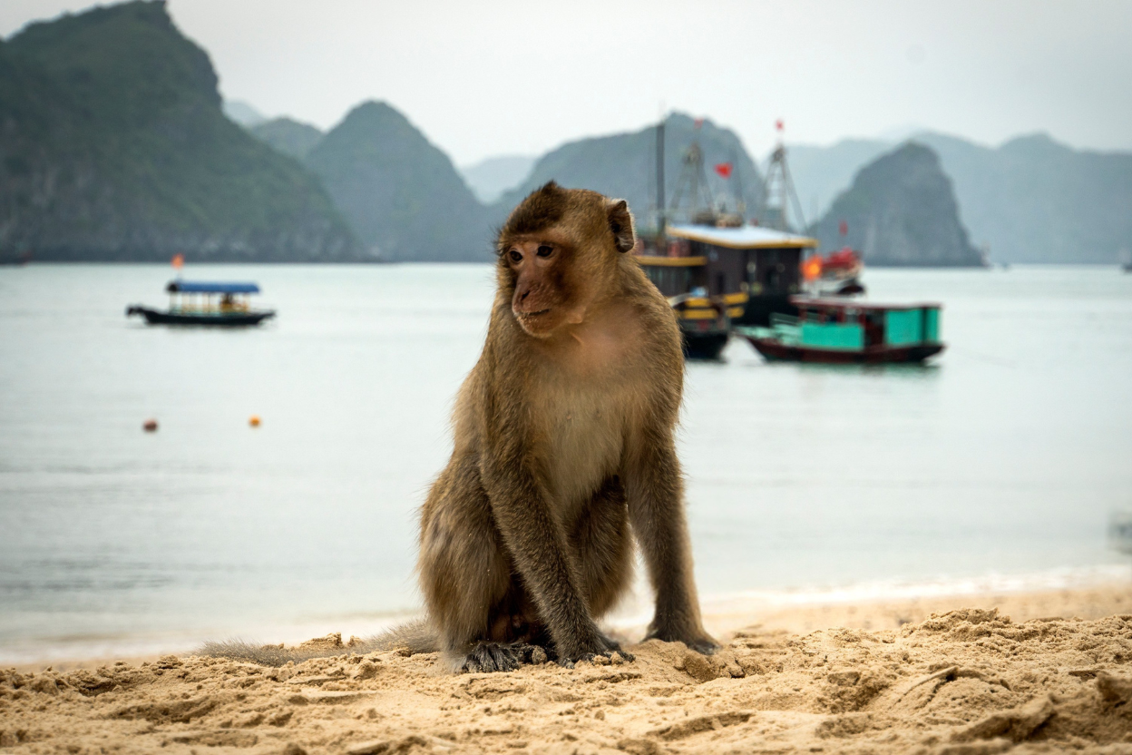 Halong Bay Wyspa Małp