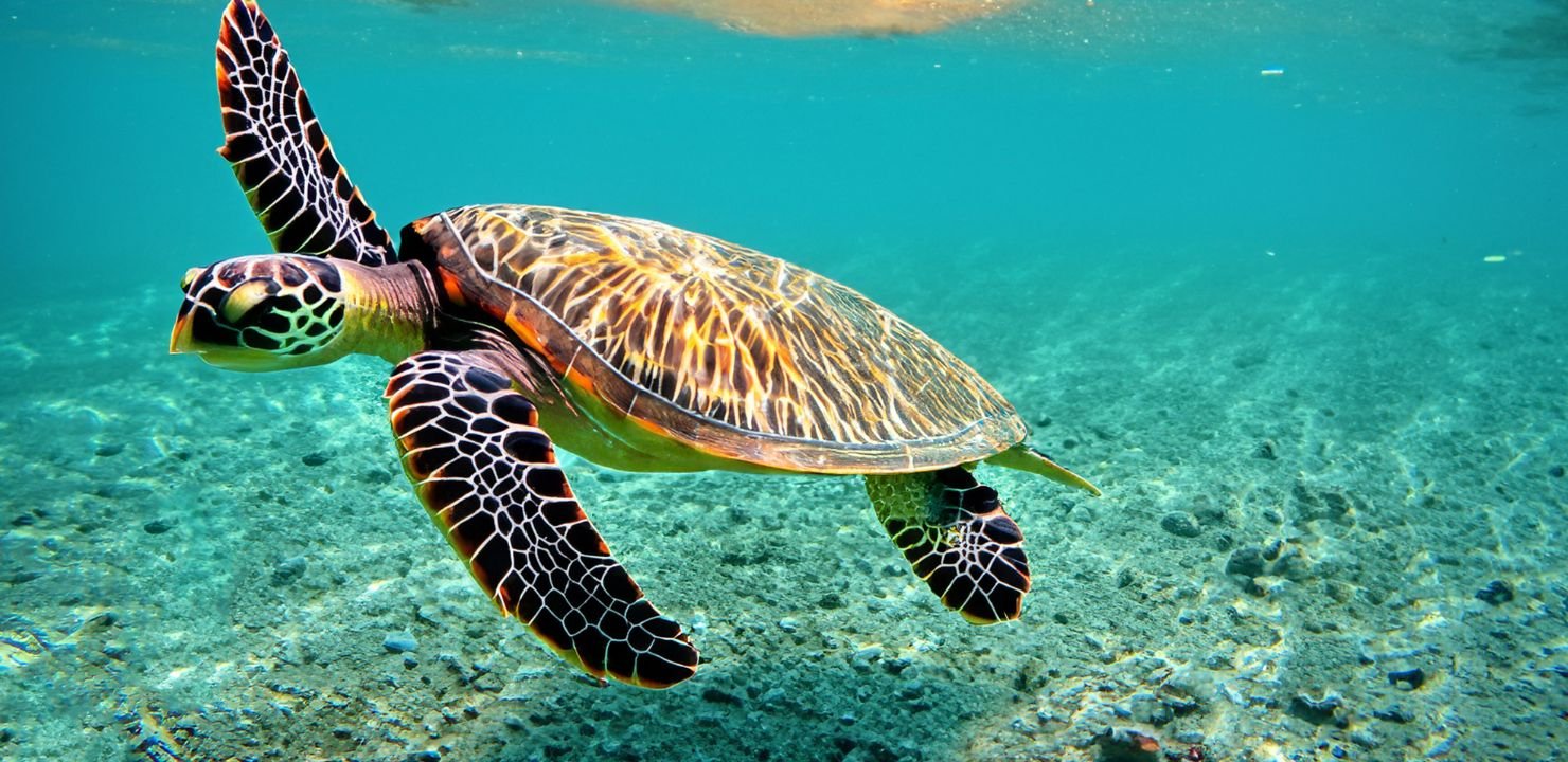 Wycieczki na Hawaje, czyli Stany Zjednoczone w rajskim wydaniu