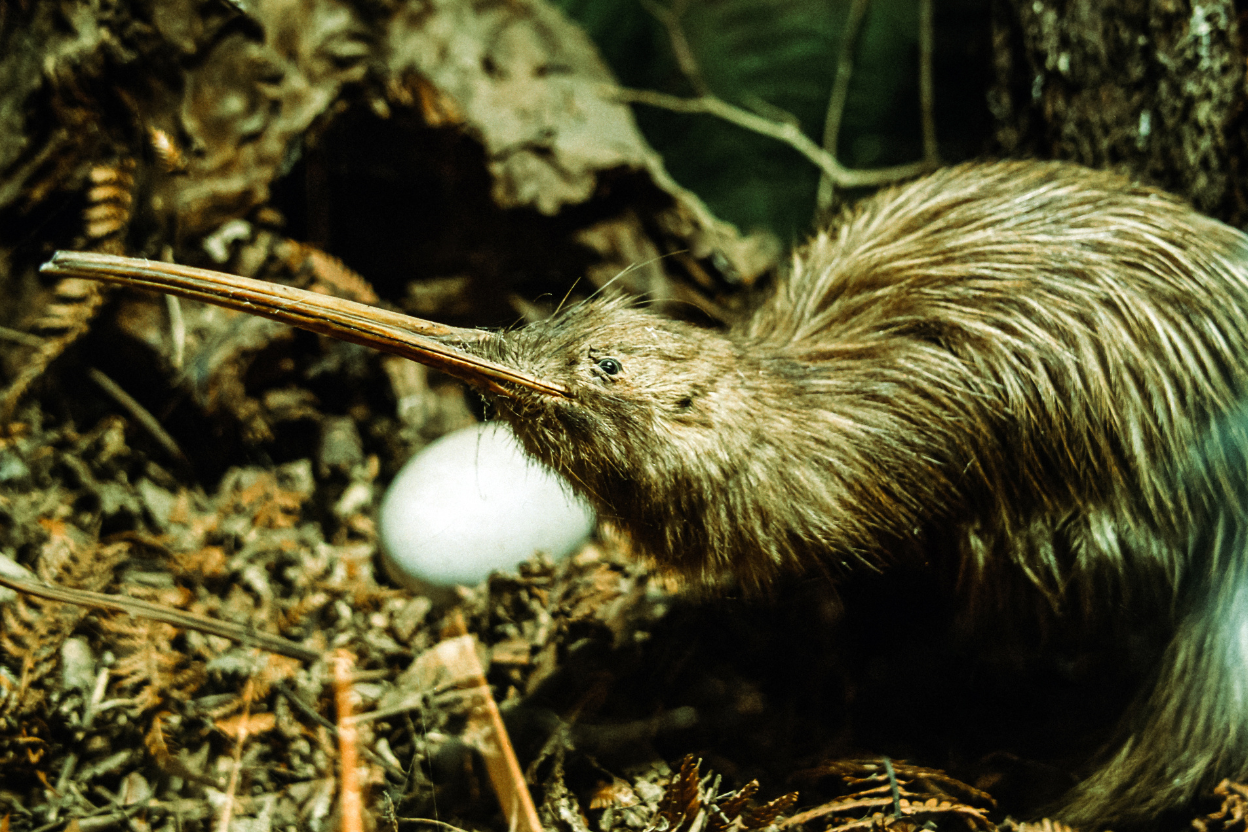 Kiwi