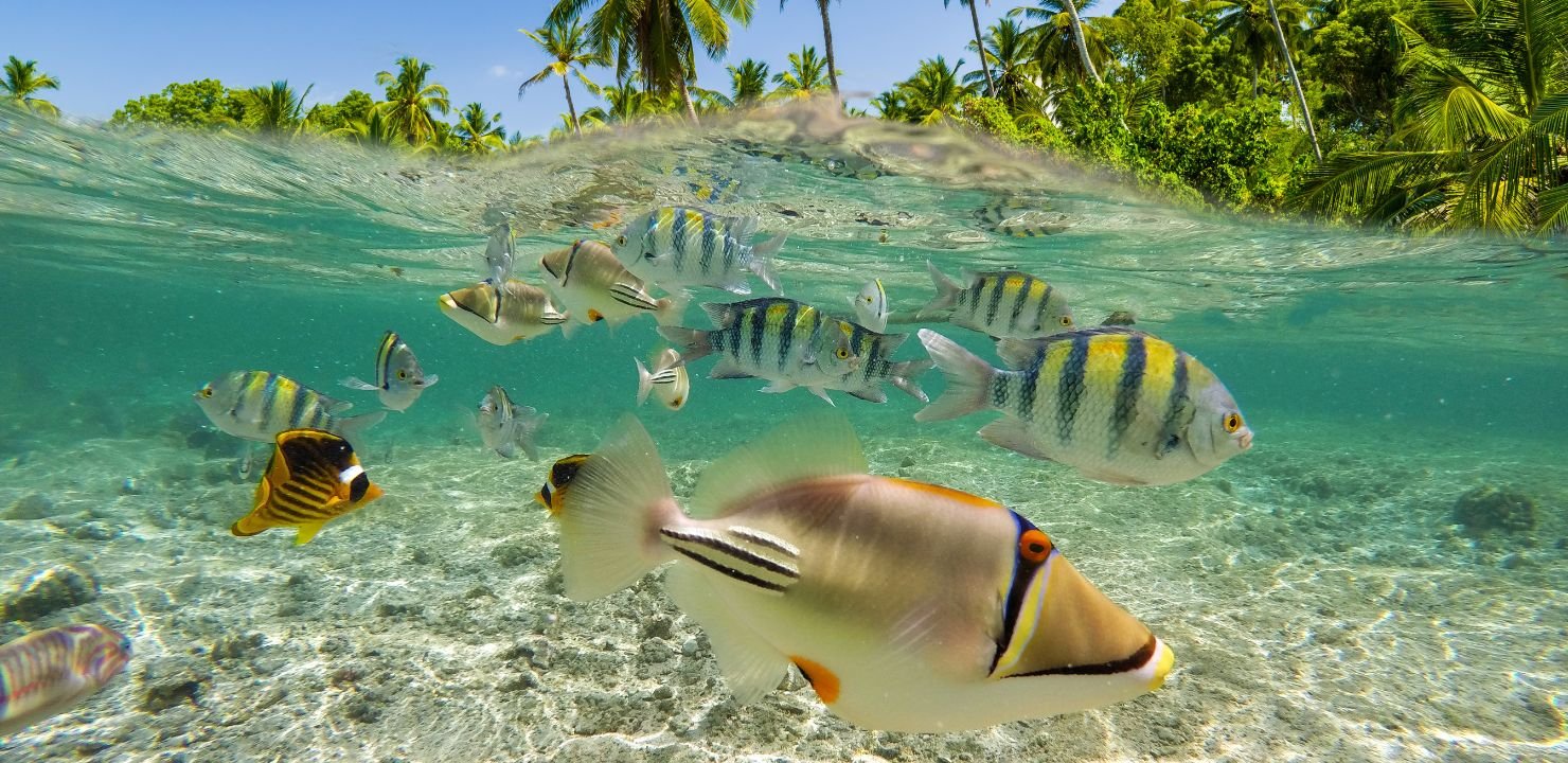 Podwodne życie na Fidżi