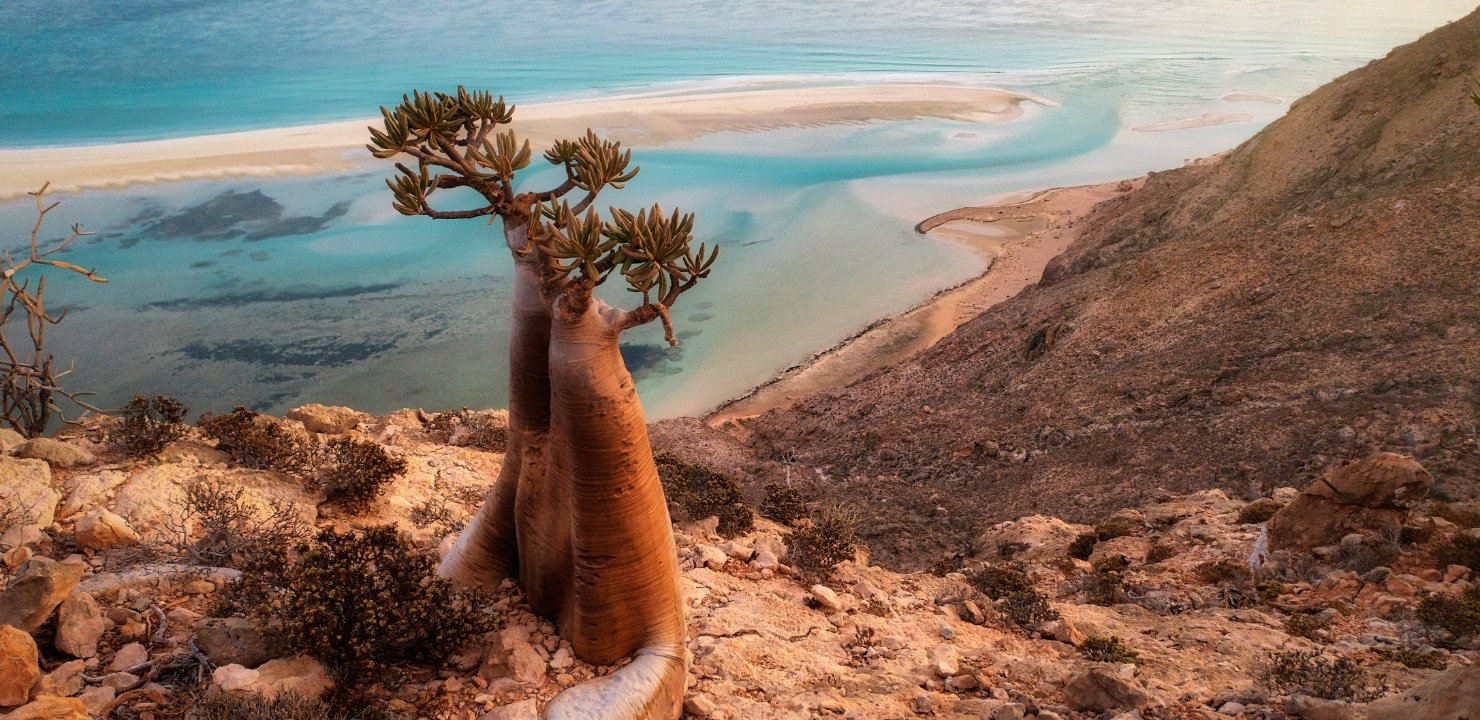 Sokotra – luksusowy glamping na wyspie smoczych drzew