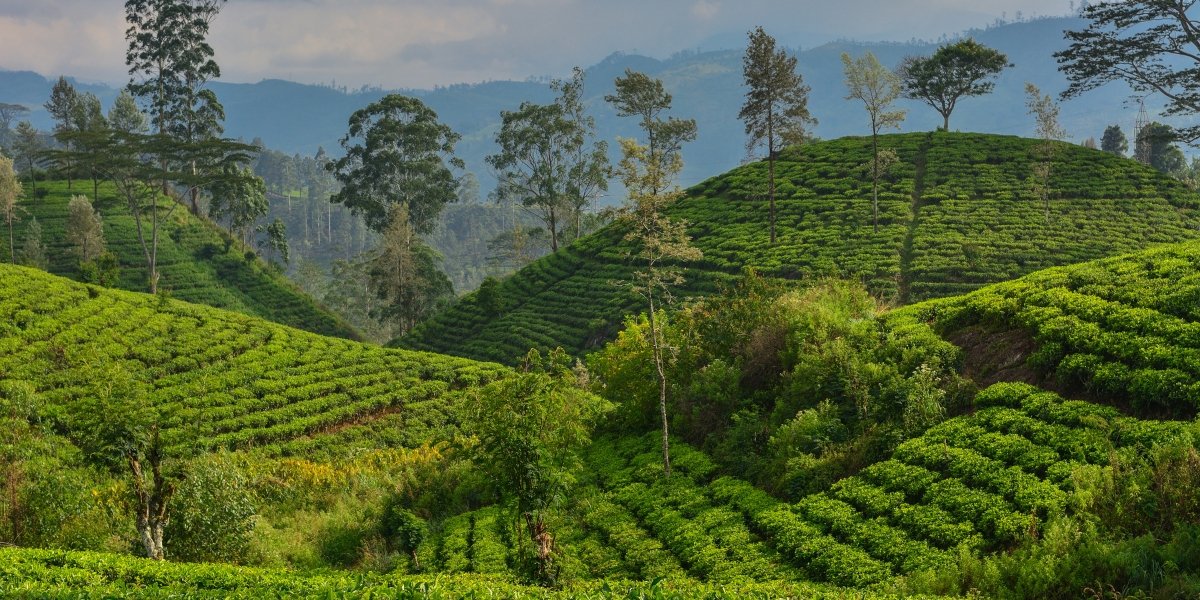 Sri Lanka