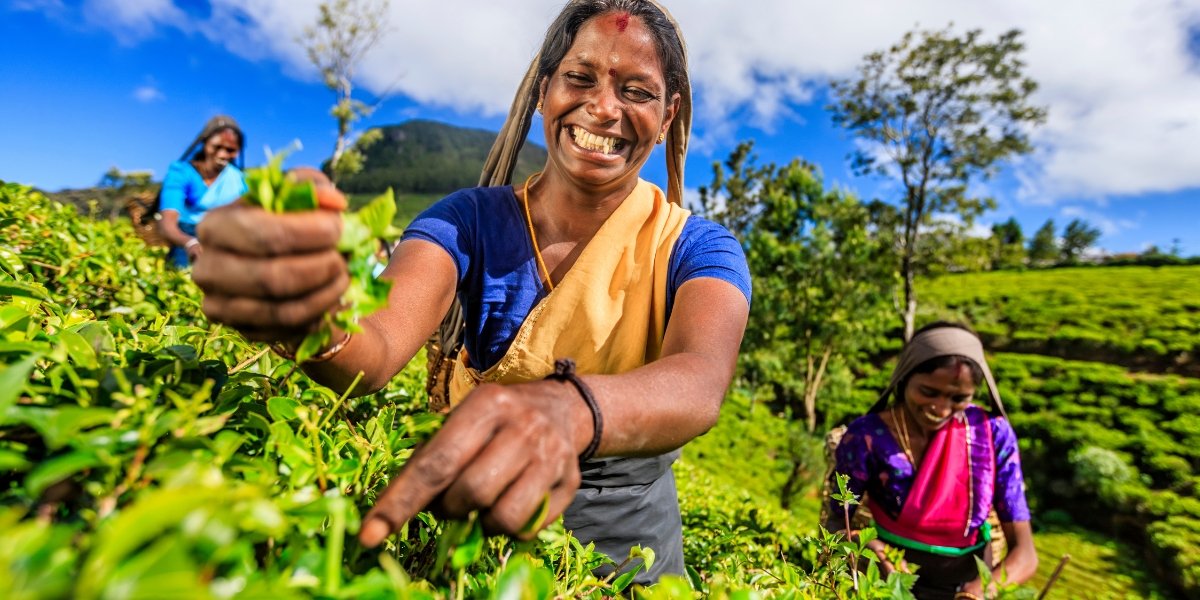 Klejnoty Zatoki Perskiej i Oceanu Indyjskiego - ZEA, Sri Lanka, Malediwy