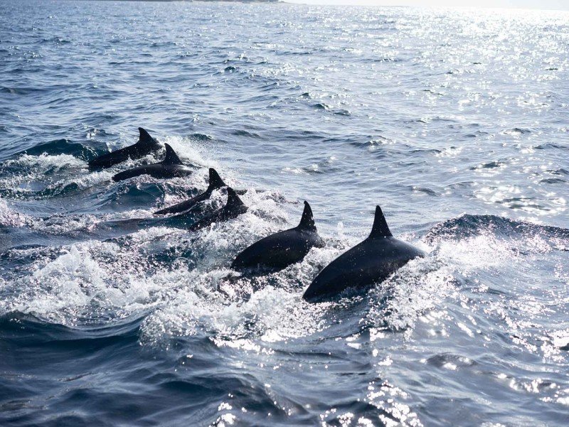 Delfiny Filipiny