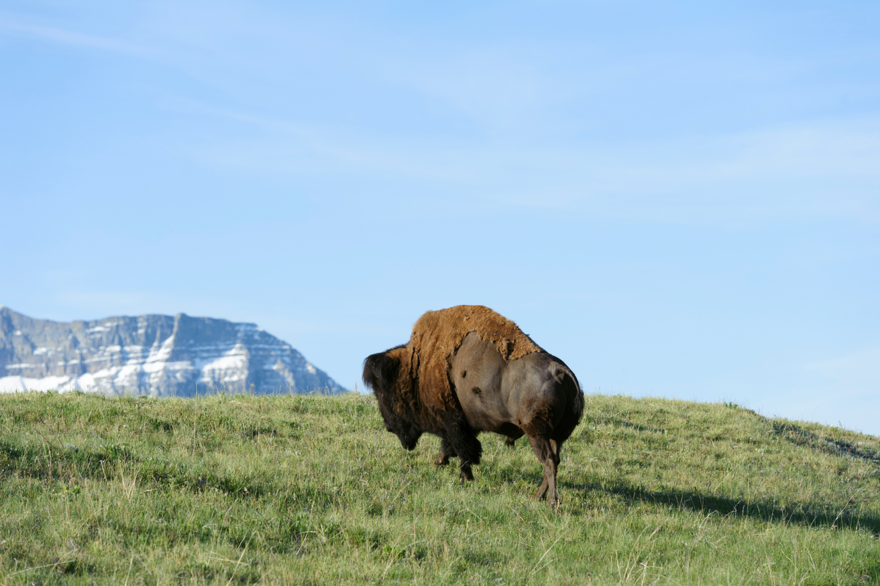 Buffalo Bizon Leśny