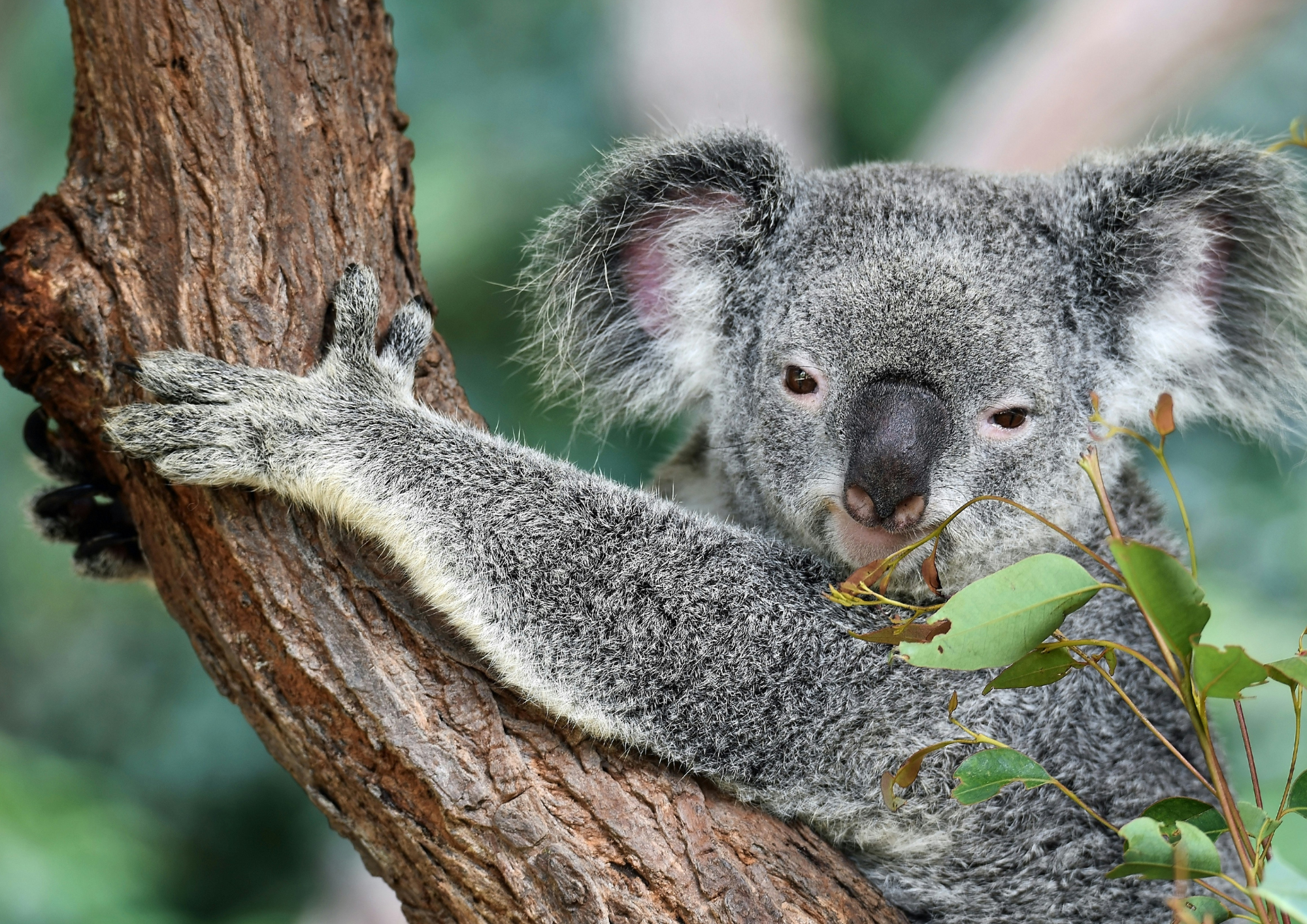 Koala Australia