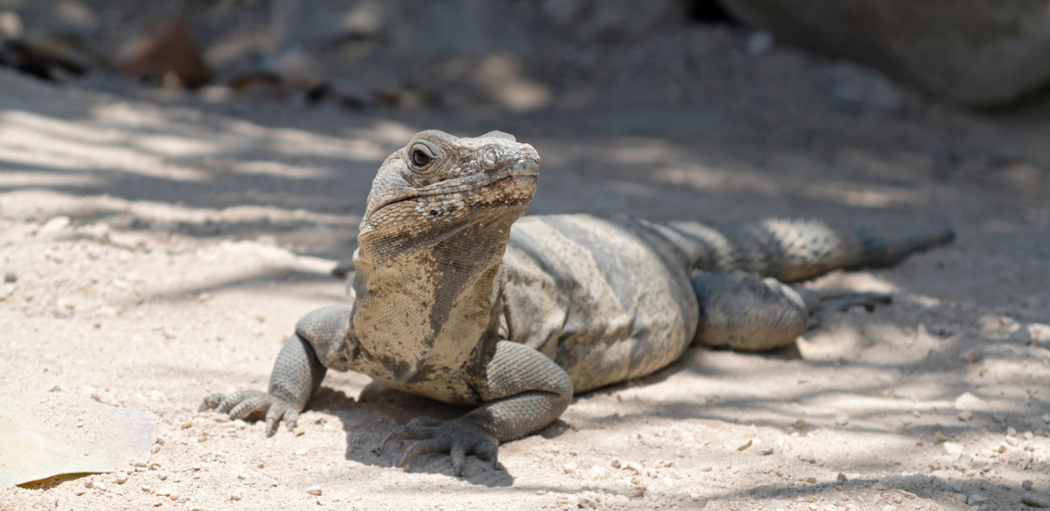 Iguana