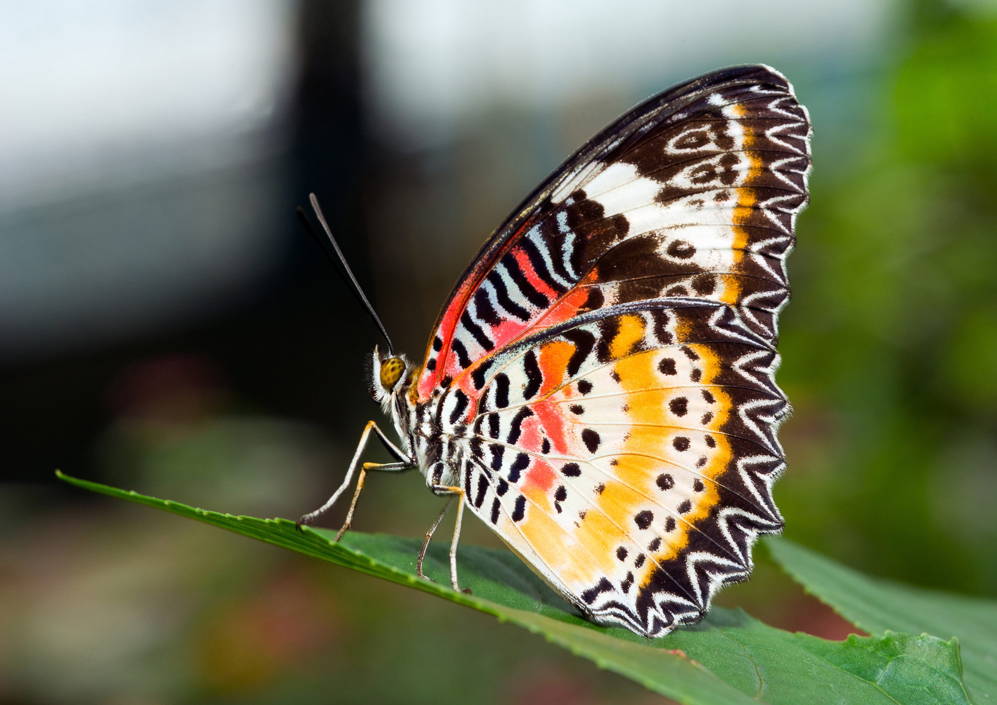 Motyl w Parku motyli Filipiny