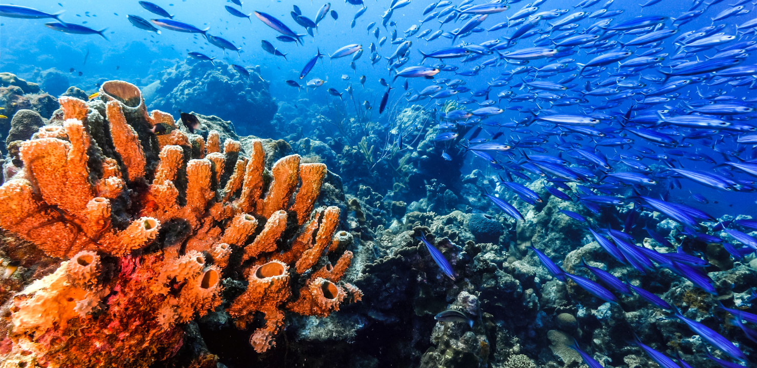 Rafa koralowa