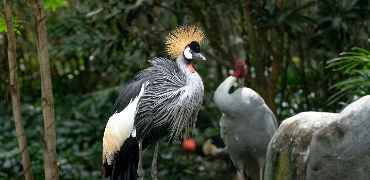japonia-żuraw-mandżurski
