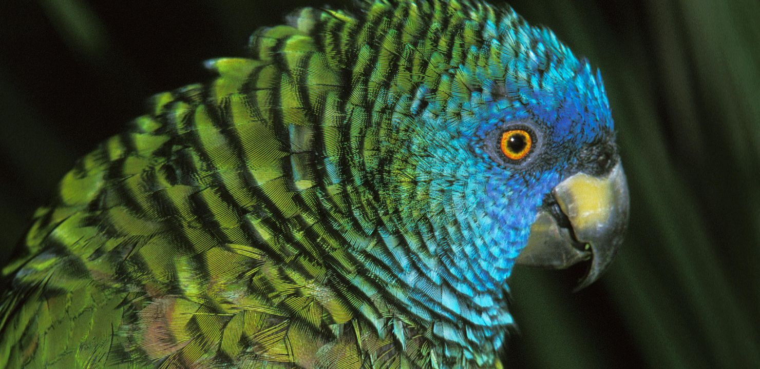 saint-lucia-przewodnik-dla-podroznych