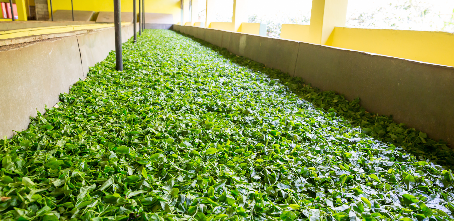 sri-lanka-przewodnik-dla-podrozujacych