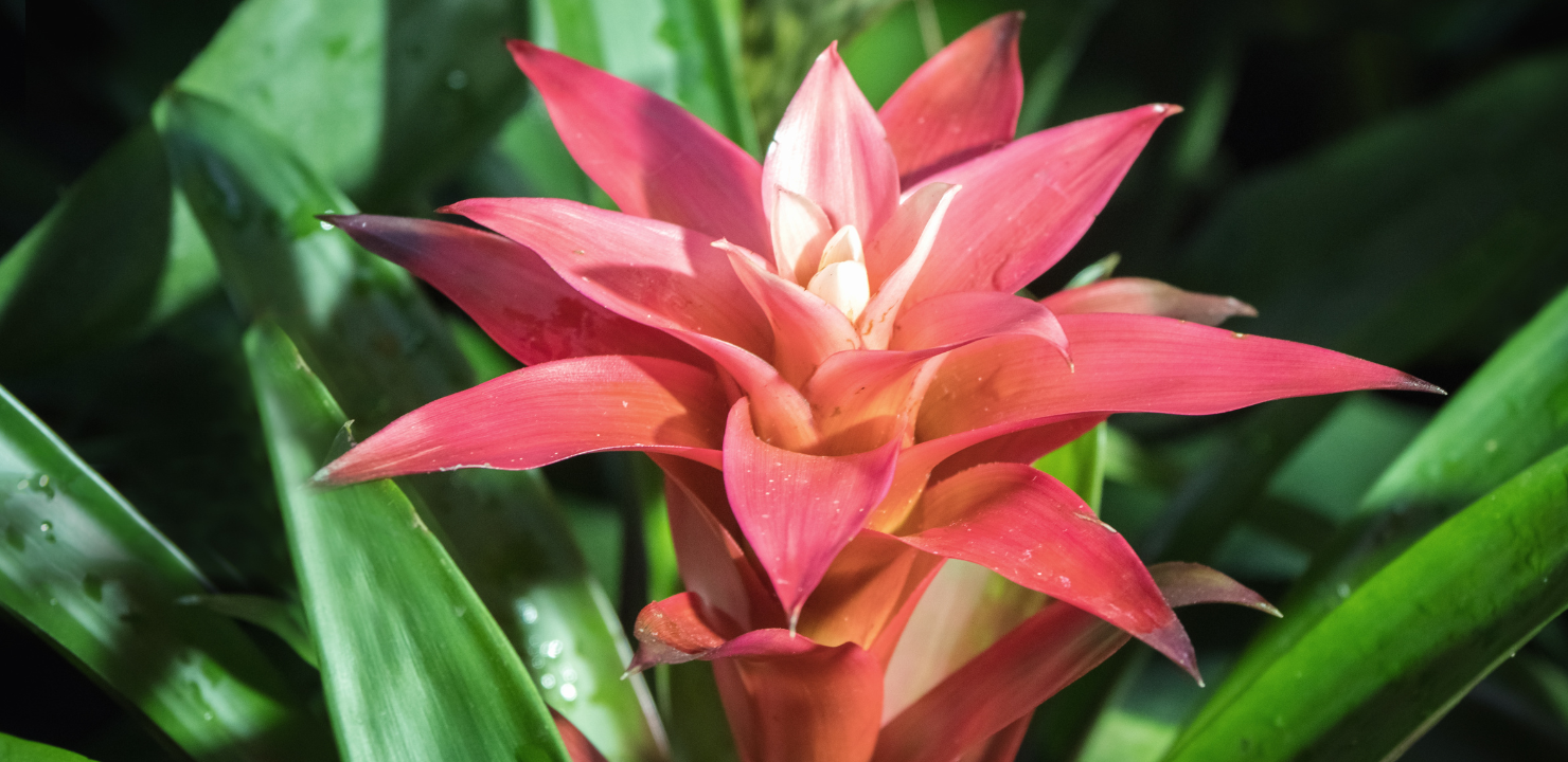 Bromelia