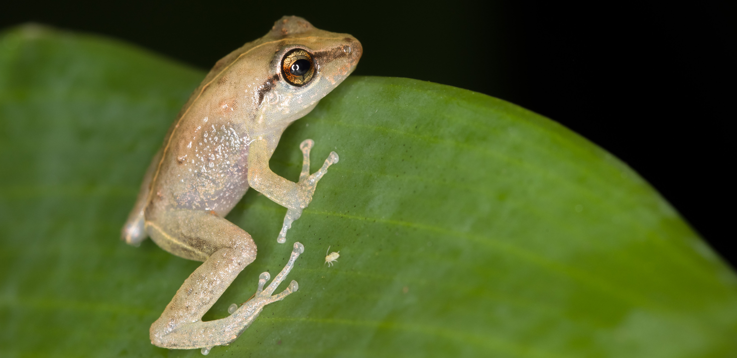 Żaba coquí