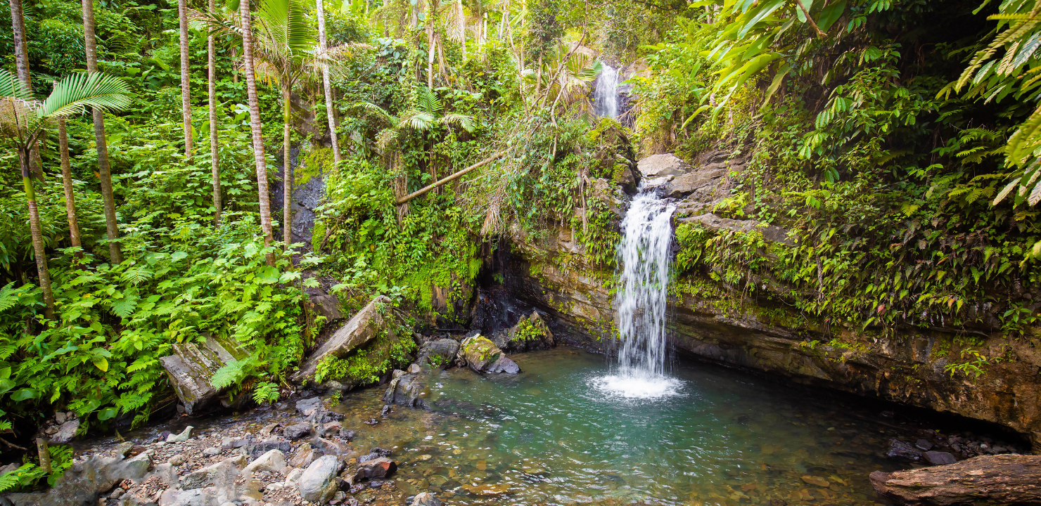 Wodospady w Narodowym Lesie El Yunque