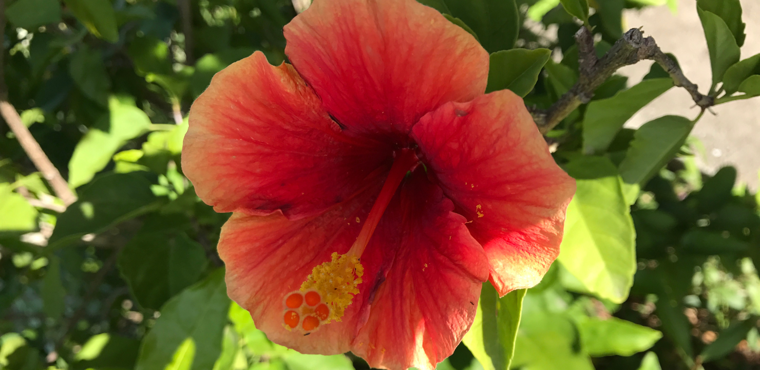 Hibiskus